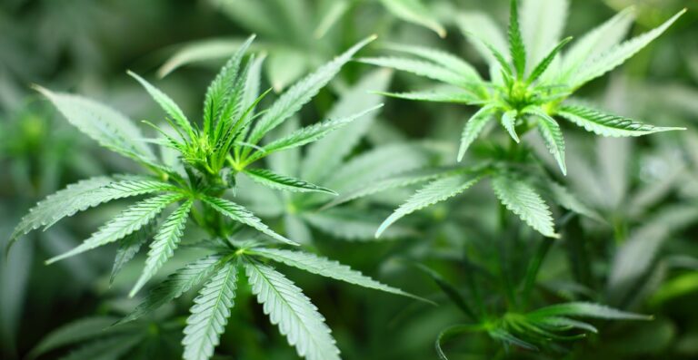 Salerno, scoperta piantagione di cannabis in via Casa Porta