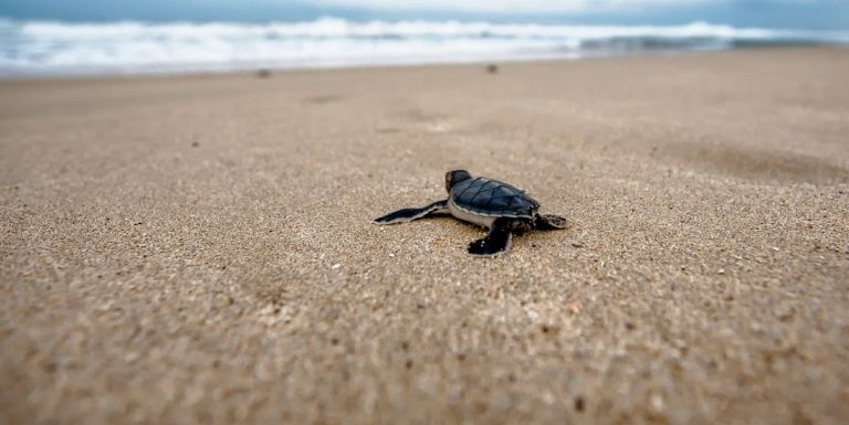 Ascea, ruba la corda che protegge il nido: tartarughe a rischio