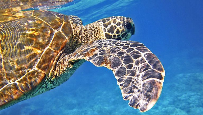 Ascea: sette Caretta Caretta raggiungono il mare del Cilento