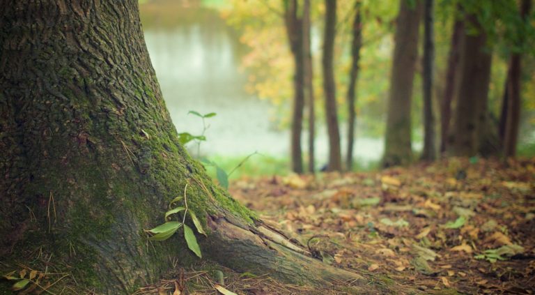 Regione Campania ed enti delegati al lavoro per risolvere la vertenza forestazione