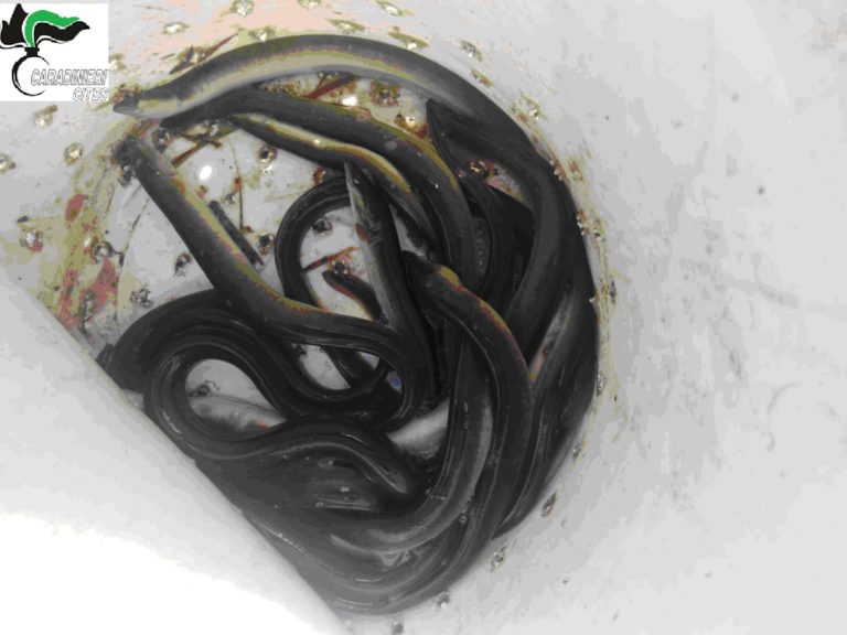 Pesca illecita, sorpreso bracconiere in riva al Fiume Picentino