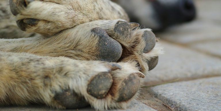 San Cipriano Picentino, cane randagio preso a bastonate: indignazione social