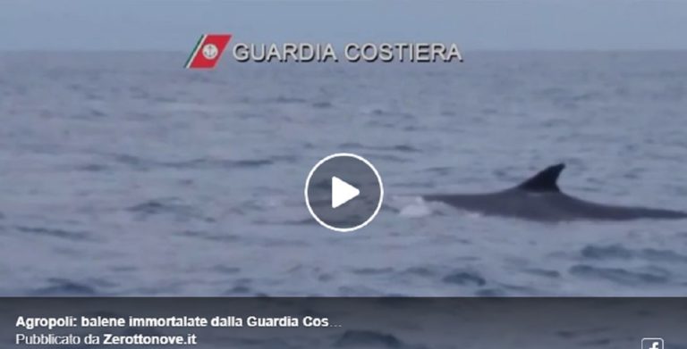 Balene avvistate ad Agropoli ed immortalate dalla Guardia Costiera