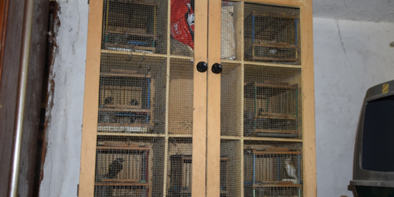Battipaglia, uccellagione: sequestrati 23 esemplari di avifauna