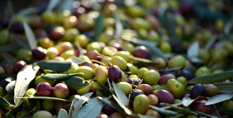 Paestum, raccolta di olive e molitura con Coldiretti