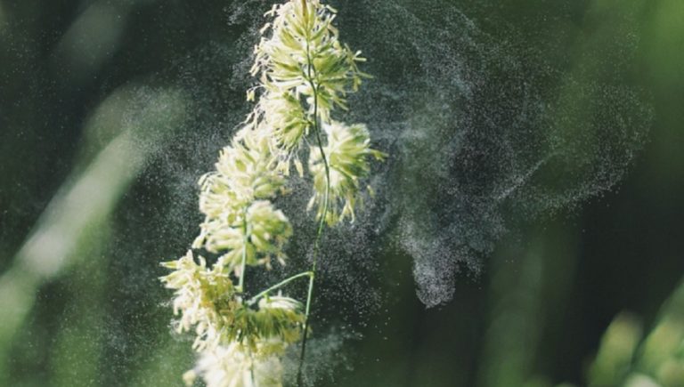 Cambiamenti climatici e allergie, ASL Salerno guida il gruppo italiano