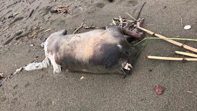 Salerno, ritrovata sulla spiaggia carcassa di animale decapitata