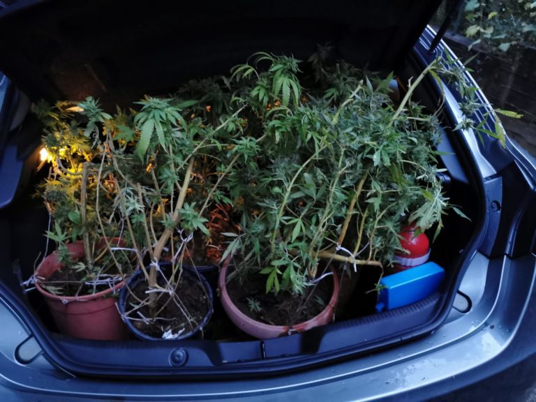 Nocera Inferiore: rinvenute e sequestrate 20 piante di marijuana