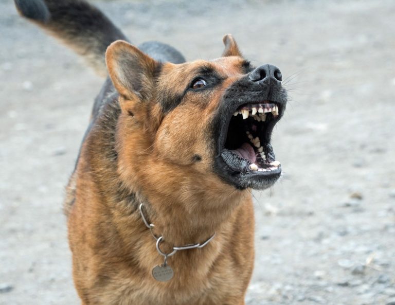 Battipaglia, cane azzanna quattro persone: panico al Parco delle Magnolie