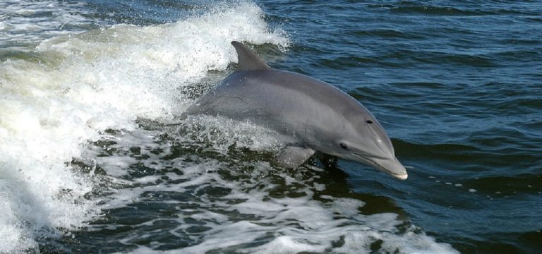 Capaccio Paestum, delfino trovato morto sulla spiaggia