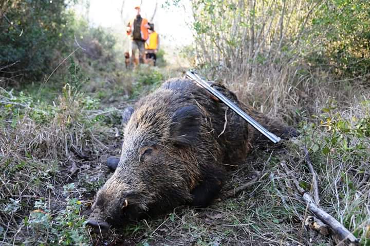 Campagna, denunciati quattro “cinghialisti” per maltrattamento