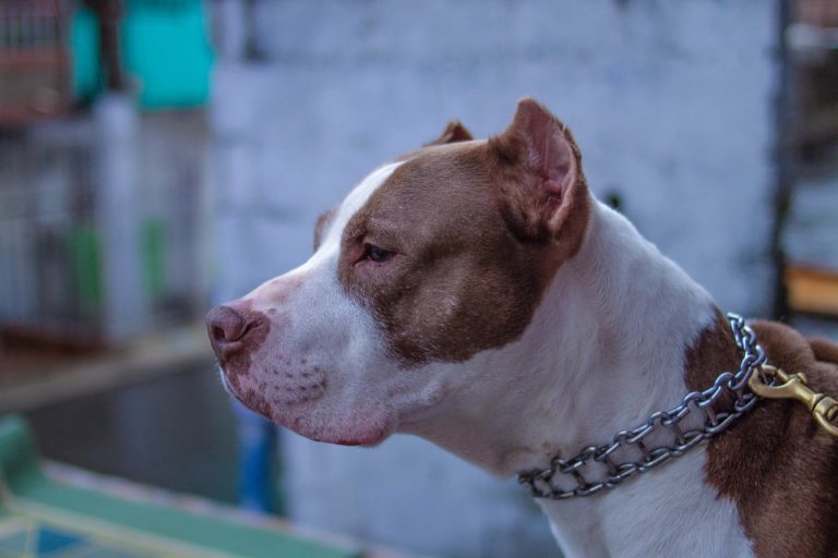 Castellabate, due pitbull aggrediscono cane e padrone: miracolati