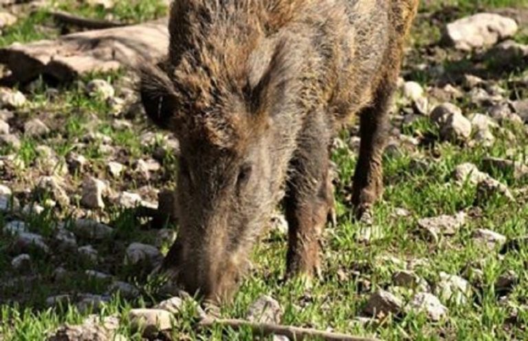 Sanza, giovane “tenuto in ostaggio” da una famiglia di cinghiali