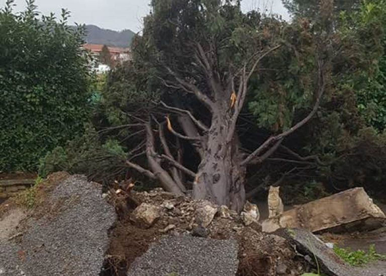 Cava de’ Tirreni, chiuso il cimitero: caduto un albero