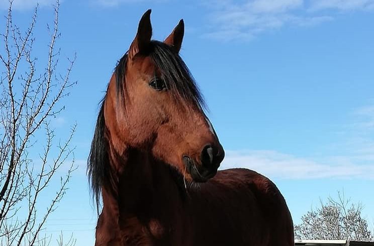 Cava, cavallo salvato da morte certa alla rinascita: la storia di Uandame