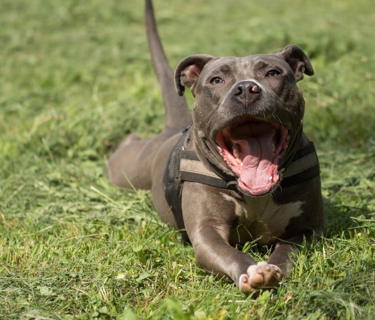 Cilento: uomo assalito da due pitbull scrive una lettera al sindaco