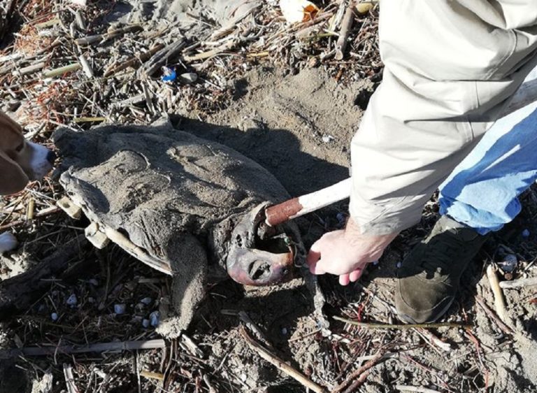 Battipaglia, ritrovata caretta caretta priva di vita sulla spiaggia