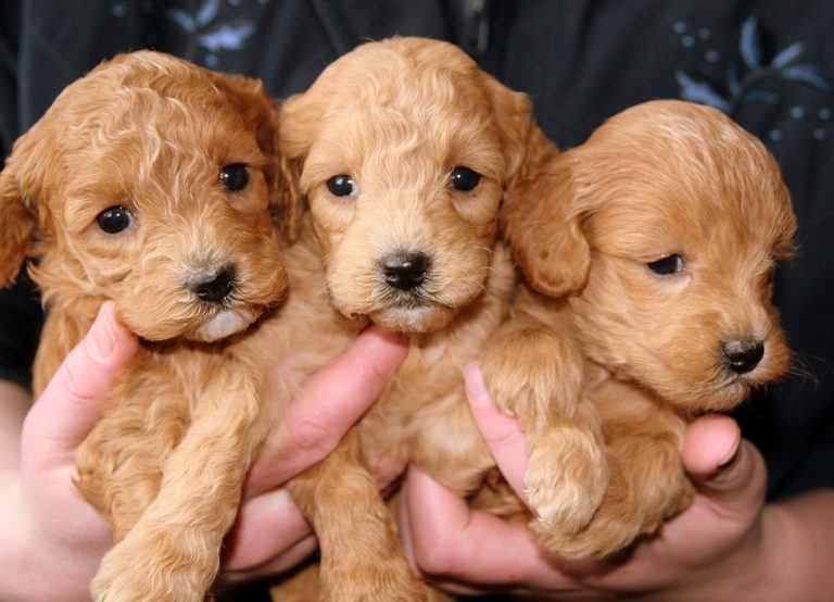 Cuccioli abbandonati sulla A3 salvati da addetti alle pulizie