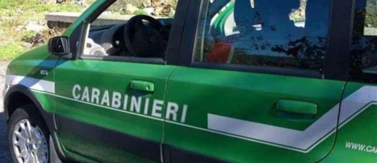 Eboli, controlli e sanzioni nella filiera di raccolta dei tartufi