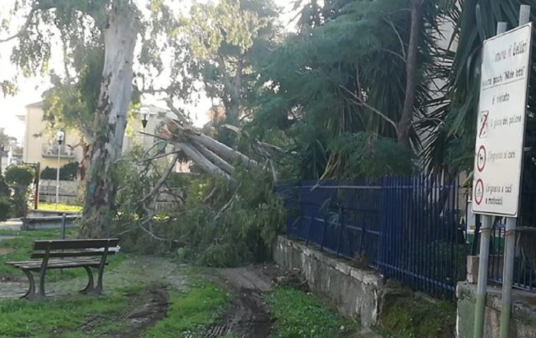 Bellizzi, tragedia sfiorata per la caduta di un albero