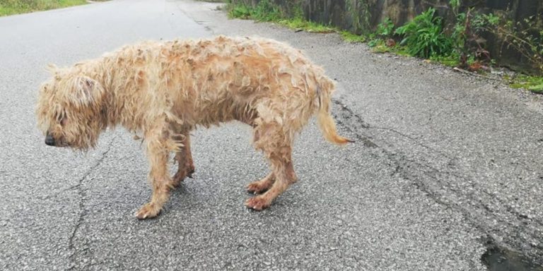 Il cagnolino Gennaro, smarritosi nel Cilento, trova il suo padrone e muore