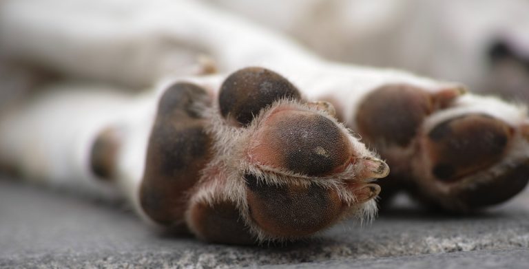 Veleno contro gli escrementi dei cani, l’annuncio choc apparso a Torrione