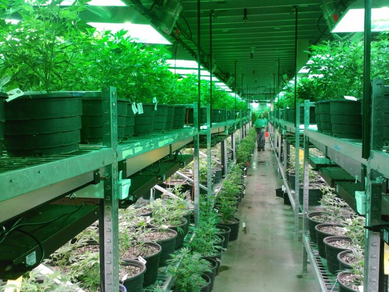 Montecorvino Rovella: coltivazione sperimentale di cannabis terapeutica