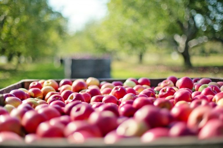 Pontecagnano, distretto agroalimentare: la sfida dell’amministrazione