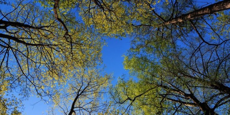 Pontecagnano, monitoraggio del patrimonio arboreo a causa del vento