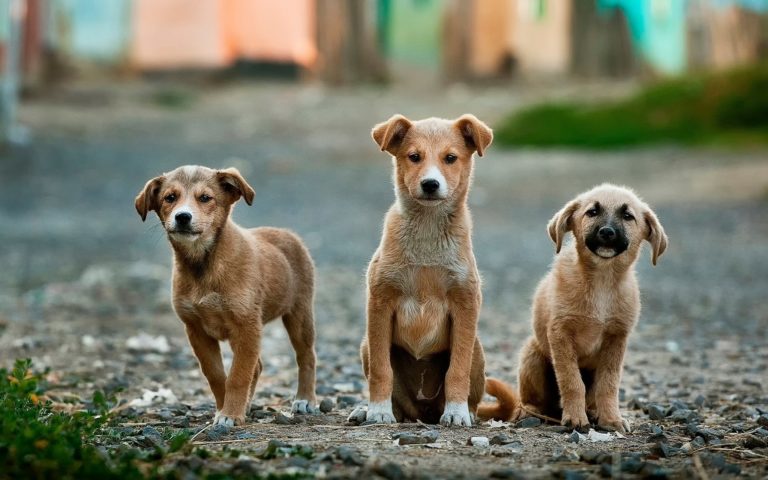 Tutelare gli animali ai tempi del Covid-19: la richiesta delle associazioni salernitane a De Luca