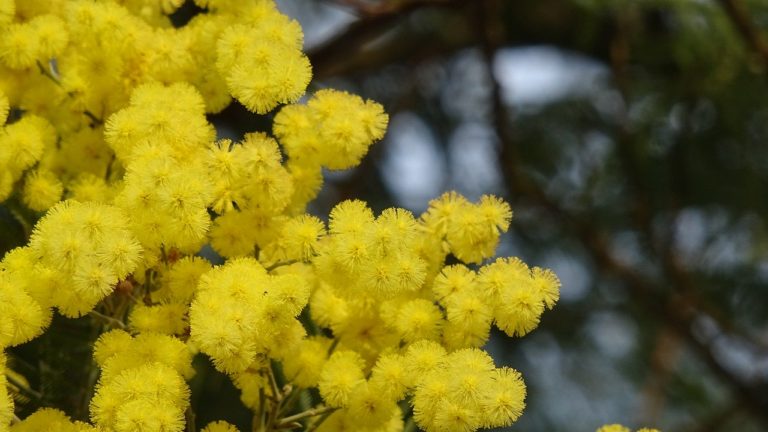 Festa della Donna, ecco tutti gli appuntamenti dell’8 marzo nel salernitano