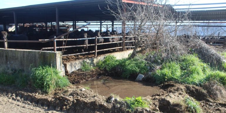 Salerno, sversamento illecito di rifiuti: denunciato imprenditore zootecnico