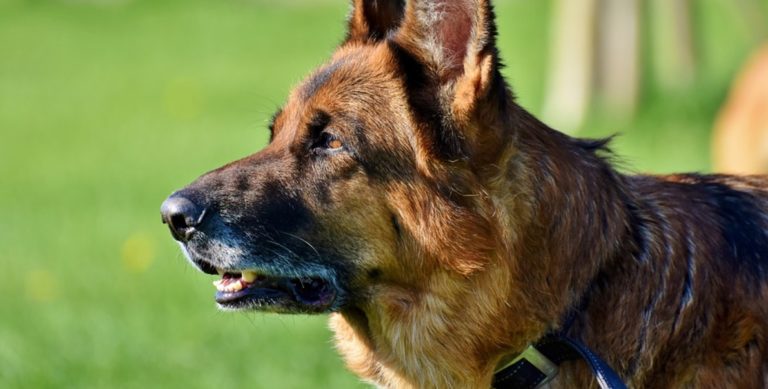 Salerno, Vigili del Fuoco salvano cane caduto in un dirupo in località Croce