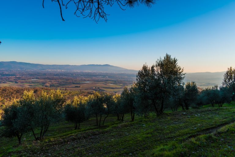 Coldiretti Salerno mette a disposizione uliveti per lezioni e celebrazioni all’aperto