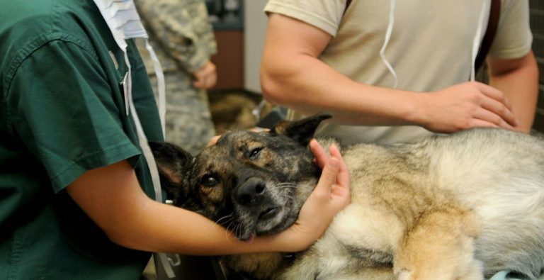 Covid-19 e Medici Veterinari, l’appello del presidente Paciello