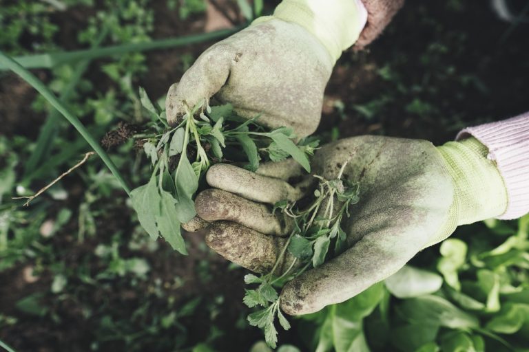 Aziende agricole dell’Agro allagate, la Coldiretti vigile sulla situazione