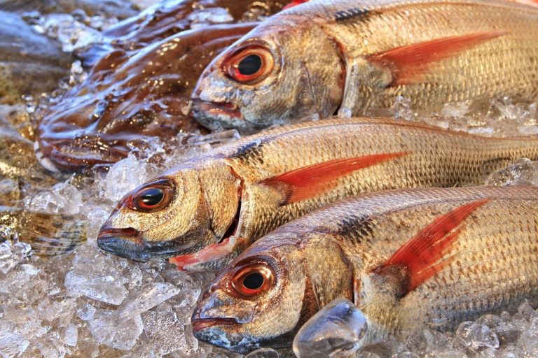 Sapri, sequestrati dai Carabinieri 30 chilogrammi di pesce