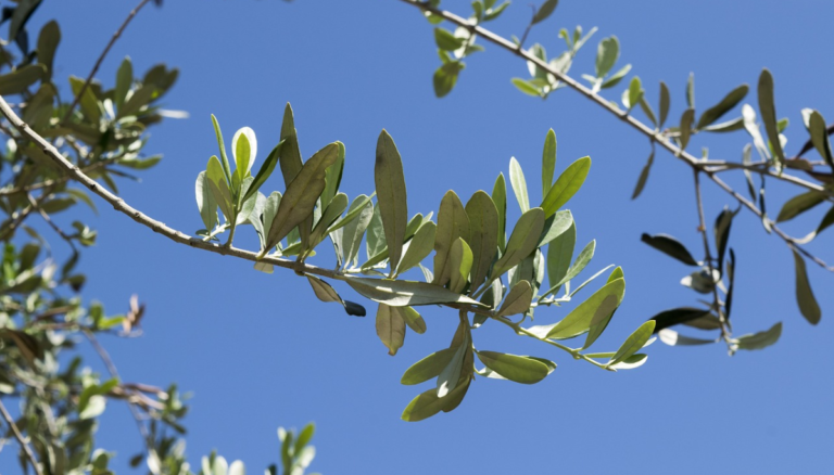 Battipaglia: un fiore per ogni tomba, l’idea del consigliere De Sio