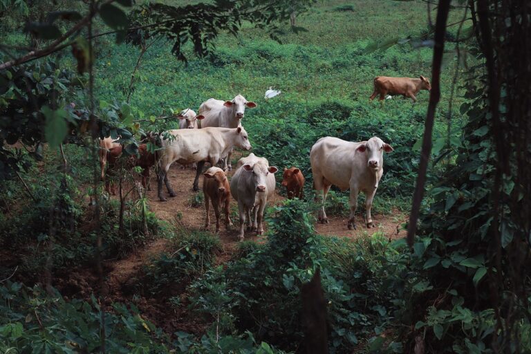 Animali vaganti: a Ottati e Castelcivita catturati 70 capi bovini