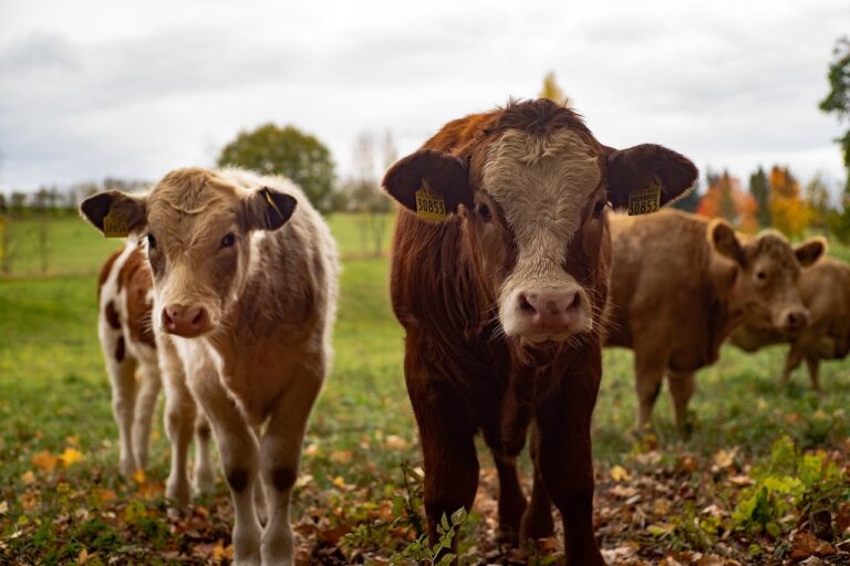 Roccadaspide, donna in ospedale dopo la testata di una mucca