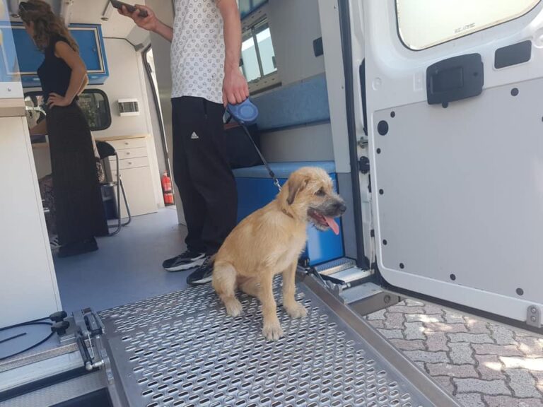 Pellezzano: successo al primo raduno di microchippatura dei cani