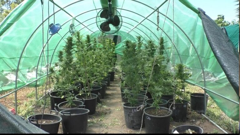 Battipaglia, Polizia scopre coltivazione di marijuana: in manette 41enne