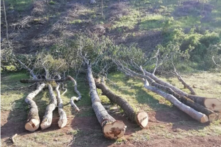 Montesano sulla Marcellana, furto di legna all’interno di un bosco: sanzioni