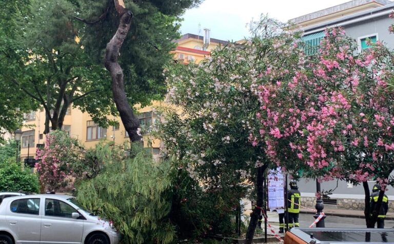 Salerno, paura a Torrione: caduto un grosso albero