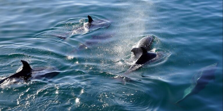 Cilento, a Capo Palinuro lo spettacolo di un branco di delfini