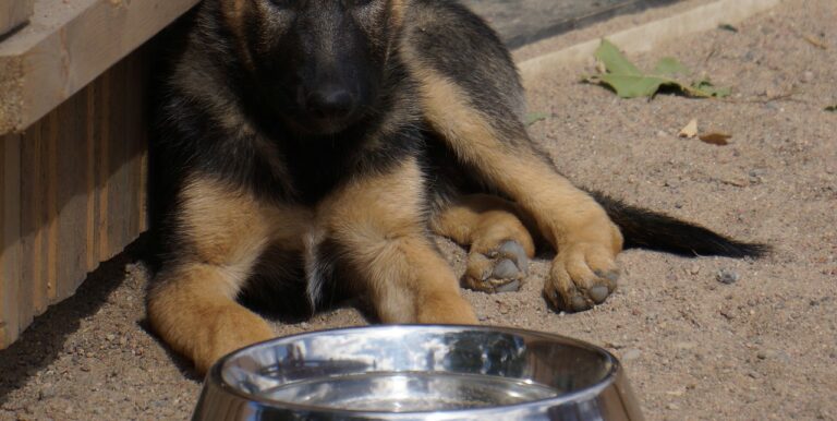 Baronissi, ricovero cani: pubblicato avviso per affidamento area