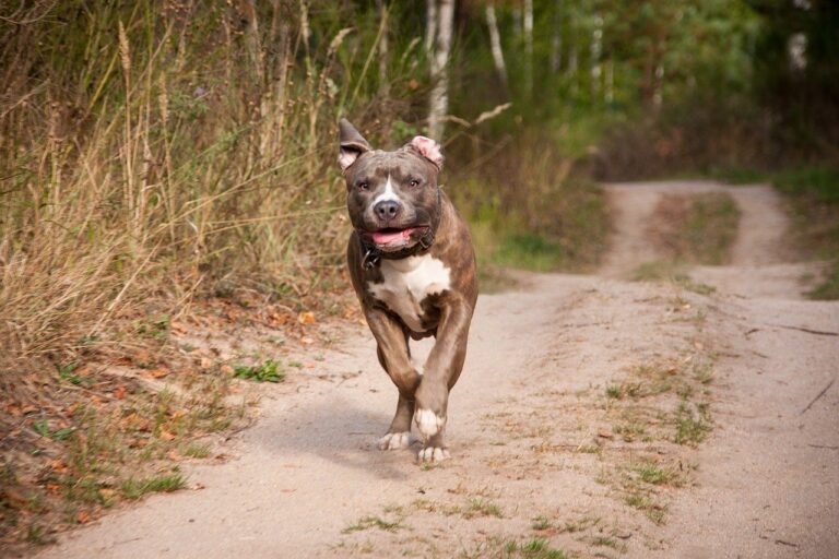 Salerno, donna aggredita da un Pitbull a Mariconda