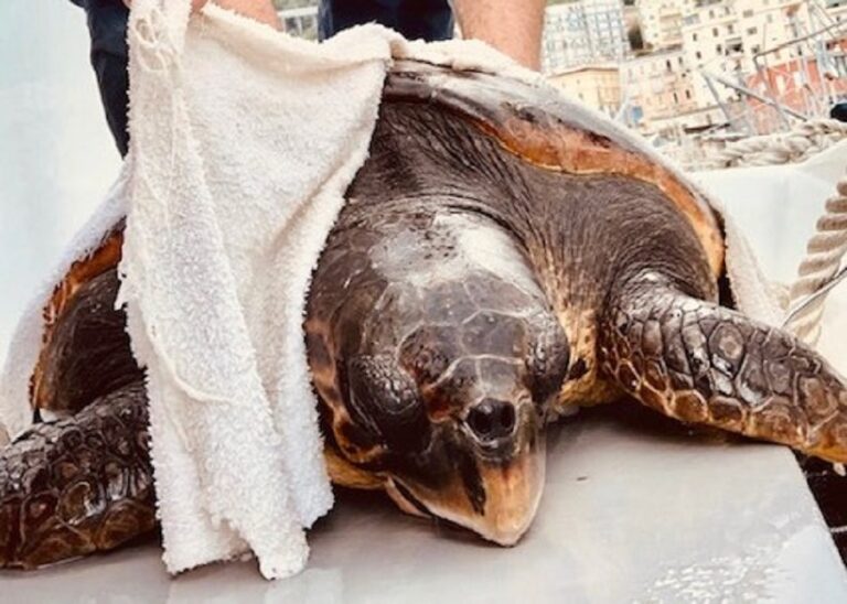 Salerno: la Guardia Costiera salva una tartaruga marina