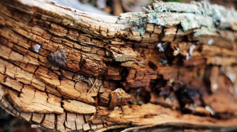 Eboli, il maltempo fa cadere due alberi