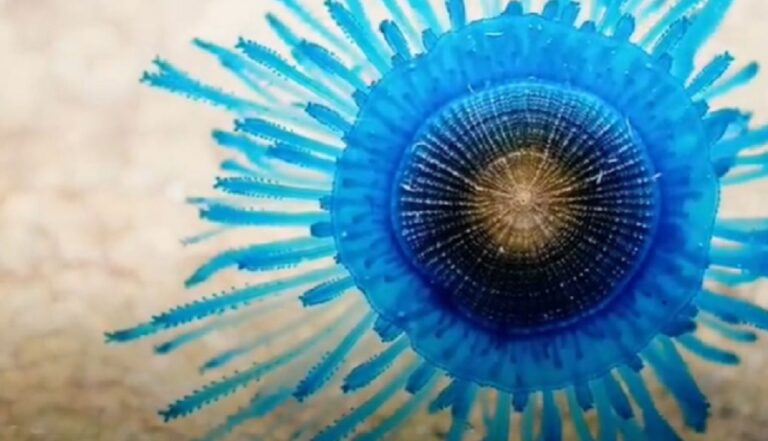 Ascea, avvistato esemplare di medusa “Porpita Porpita”